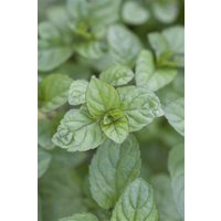 Kategorie <b>Kräuter- und Teepflanzen </b> - Mentha spicata Grapefruitminze