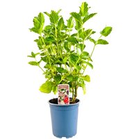 Kategorie <b>Kräuter- und Teepflanzen </b> - Mentha spicata Grapefruitminze ca. 11x11 cm Topf (Wuchs jahreszeitlich)