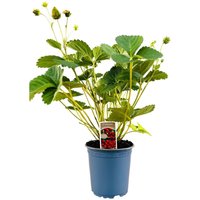 Kategorie <b>Obst </b> - Fragaria x ananassa 'Elan ca. 11x11 cm Topf (Wuchs jahreszeitlich)