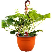 Kategorie <b>Obst </b> - Fragaria x ananassa 'Elan 2-3 Liter Container Ampel