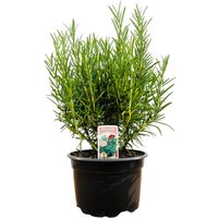 Kategorie <b>Kräuter- und Teepflanzen </b> - Rosmarinus officinalis 2 Liter Container (Wuchs jahreszeitlich)