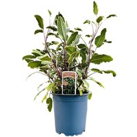 Kategorie <b>Produkt nicht gewünscht </b> - Salvia officinalis 'Purpurascens' ca. 11x11 cm Topf (Wuchs jahreszeitlich)