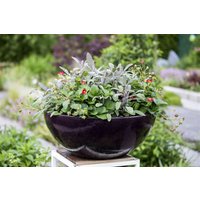 Kategorie <b>Produkt nicht gewünscht </b> - Salvia officinalis 'Tricolor' ca. 11x11 cm Topf (Wuchs jahreszeitlich)