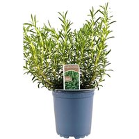 Kategorie <b>Produkt nicht gewünscht </b> - Satureja montana ssp.montana ca. 11x11 cm Topf (Wuchs jahreszeitlich)