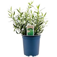 Kategorie <b>Produkt nicht gewünscht </b> - Artemisia dracunculus ca. 11x11 cm Topf (Wuchs jahreszeitlich)