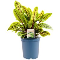 Kategorie <b>Produkt nicht gewünscht </b> - Rumex sanguineus var.sanguineus ca. 11x11 cm Topf (Wuchs jahreszeitlich)