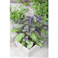 Kategorie <b>Kräuter- und Teepflanzen </b> - Ocimum basilicum 'Magic Blue' ca. 10x10 cm Topf (Wuchs jahreszeitlich)