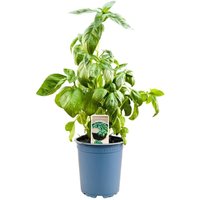 Kategorie <b>Kräuter- und Teepflanzen </b> - Ocimum basilicum ca. 11x11 cm Topf (Wuchs jahreszeitlich)
