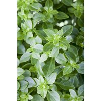 Kategorie <b>Kräuter- und Teepflanzen </b> - Ocimum basilicum var. minimum ca. 11x11 cm Topf (Wuchs jahreszeitlich)