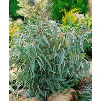Kategorie <b>Produkt nicht gewünscht </b> - Eucalyptus citriodora
