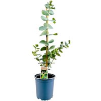 Kategorie <b>Produkt nicht gewünscht </b> - Eucalyptus citriodora ca. 11x11 cm Topf (Wuchs jahreszeitlich)