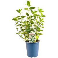 Kategorie <b>Kräuter- und Teepflanzen </b> - Mentha x piperita 'Chocolate' ca. 11x11 cm Topf (Wuchs jahreszeitlich)