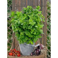 Kategorie <b>Kräuter- und Teepflanzen </b> - Mentha x piperita 'Cinderella' P 0,5 Topf (Wuchs jahreszeitlich)