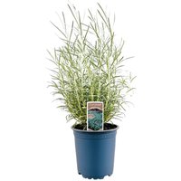 Kategorie <b>Produkt nicht gewünscht </b> - Helichrysum italicum ca. 11x11 cm Topf (Wuchs jahreszeitlich)