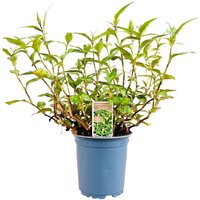 Kräuter- und Teepflanzen - Polyqonum odoratum ca. 11x11 cm Topf (Wuchs jahreszeitlich)