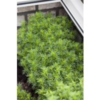 Kategorie <b>Kräuter- und Teepflanzen </b> - Tagetes filifolia ca. 11x11 cm Topf (Wuchs jahreszeitlich)