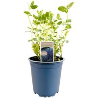 Kategorie <b>Stauden </b> - Nepeta x faassenii ca. 11x11 cm Topf (Wuchs jahreszeitlich)