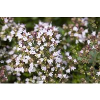 Kategorie <b>Produkt nicht gewünscht </b> - Origanum vulgare 'Compactum' ca. 11x11 cm Topf (Wuchs jahreszeitlich)