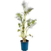 Kategorie <b>Produkt nicht gewünscht </b> - Foeniculum vulgare 'Rubrum' ca. 11x11 cm Topf (Wuchs jahreszeitlich)