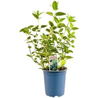 Kategorie <b>Kräuter- und Teepflanzen </b> - Mentha x piperita ca. 11x11 cm Topf (Wuchs jahreszeitlich)