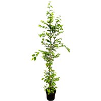 Kategorie <b>Hecken </b> - Carpinus betulus 150-175 cm