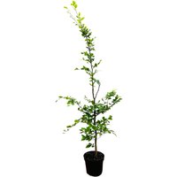 Hecken - Fagus sylvatica 150-175 cm