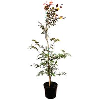 Hecken - Fagus sylvatica 'Purpurea' 150-175 cm