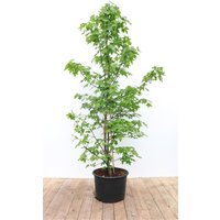 Kategorie <b>Laubbäume </b> - Liquidambar styraciflua 175-200 cm