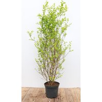 Kategorie <b>Produkt nicht gewünscht </b> - Ligustrum ovalifolium 'Aureum' 100-125 cm