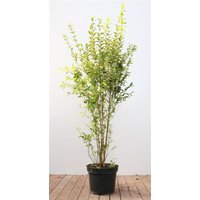 Kategorie <b>Produkt nicht gewünscht </b> - Ligustrum ovalifolium 'Aureum' 125-150 cm