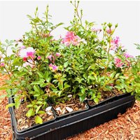 Kategorie <b>Produkt nicht gewünscht </b> - Rosa 'The Fairy' 15-20 cm