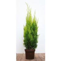 Kategorie <b>Nadelbäume u. Koniferen </b> - Chamaecyparis lawsoniana 'Ivonne' 60-80 cm