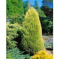 Kategorie <b>Nadelbäume u. Koniferen </b> - Chamaecyparis lawsoniana 'Erecta Aurea' 125-150 cm