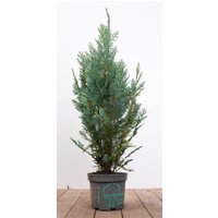 Kategorie <b>Nadelbäume u. Koniferen </b> - Chamaecyparis lawsoniana 'Columnaris' 80-100 cm