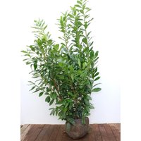 Kategorie <b>Hecken </b> - Prunus laurocerasus 'Novita' 175-200 cm