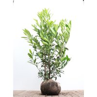 Kategorie <b>Hecken </b> - Prunus laurocerasus 'Caucasica' 150-175 cm