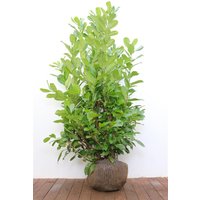 Kategorie <b>Hecken </b> - Prunus laurocerasus 'Rotundifolia' 125-150 cm