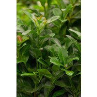 Kategorie <b>Hecken </b> - Prunus laurocerasus 'Etna' -R- 80-100 cm