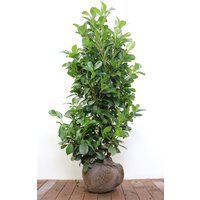 Kategorie <b>Hecken </b> - Prunus laurocerasus 'Etna' -R- 100-125 cm