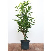 Kategorie <b>Hecken </b> - Prunus laurocerasus 'Genolia' -R- 40-60 cm