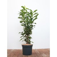 Kategorie <b>Hecken </b> - Prunus laurocerasus 'Genolia' -R- 80-100 cm