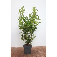 Kategorie <b>Hecken </b> - Prunus laurocerasus 'Genolia' -R- 125-150 cm