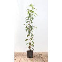 Kategorie <b>Produkt nicht gewünscht </b> - Prunus lusitanica 'Angustifolia' 60-80 cm