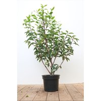 Kategorie <b>Produkt nicht gewünscht </b> - Prunus lusitanica 'Angustifolia' 40-60 cm