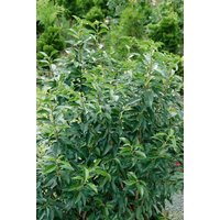 Kategorie <b>Produkt nicht gewünscht </b> - Prunus lusitanica 'Angustifolia' 60-80 cm
