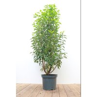 Kategorie <b>Produkt nicht gewünscht </b> - Prunus lusitanica 'Angustifolia' 100-125 cm