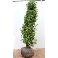 Kategorie <b>Produkt nicht gewünscht </b> - Prunus lusitanica 'Angustifolia' 150-175 cm