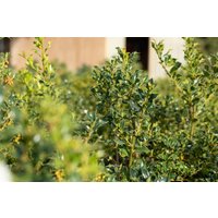 immergrüne Laubbäume - Ilex aquifolium 'Alaska' 80-100 cm