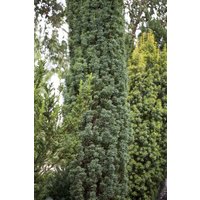 Nadelbäume u. Koniferen - Taxus baccata 'Fastigiata Robusta' 180-200 cm