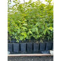 Kategorie <b>Hecken </b> - Carpinus betulus 80-100 cm 12 cm Topf